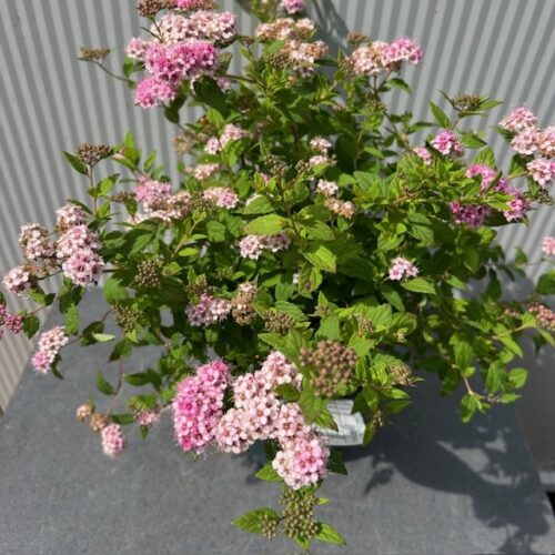 Spirea Little Princess