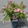 Spirea Little Princess