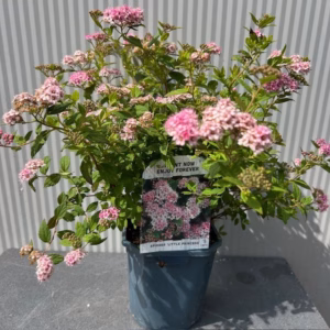 Spirea Little Princess