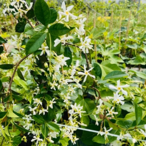 Toscaanse jasmijn (Trachelospermum)