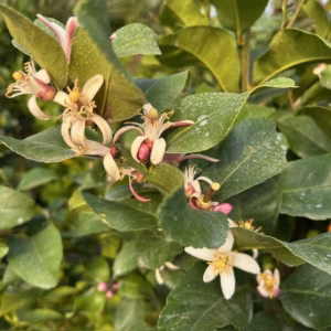 Citrus Lemon op stam 140 cm (Citroenboom)