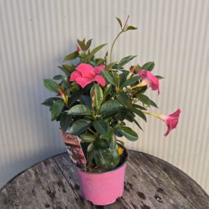 Dipladenia (Sundaville of Mandevilla) roze