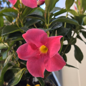 Dipladenia (Sundaville of Mandevilla) roze