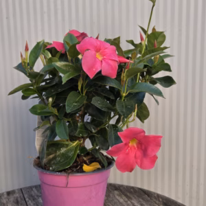 Dipladenia (Sundaville of Mandevilla) roze