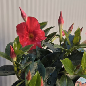 Dipladenia (Sundaville of Mandevilla) rood