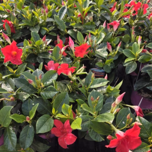 Dipladenia (Sundaville of Mandevilla) rood