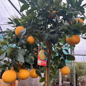 Citrus Pompelmoes op stam 140 cm (Grapefruitboom)