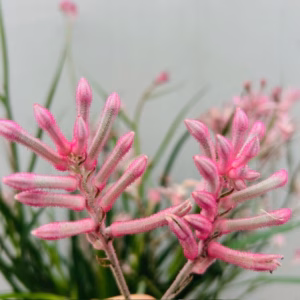 Anigozanthos (Kangoeroepoot) roze