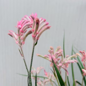 Anigozanthos (Kangoeroepoot) roze