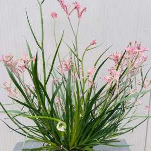 Anigozanthos (Kangoeroepoot) roze