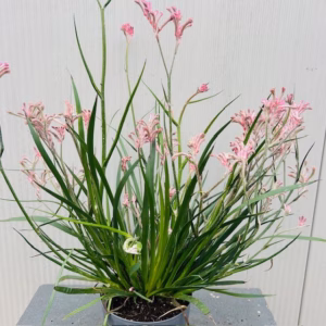 Anigozanthos (Kangoeroepoot) roze