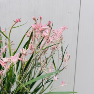 Anigozanthos (Kangoeroepoot) roze