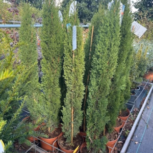 Cupressus sempervirens (Italiaanse cipres)