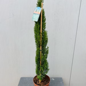 Cupressus sempervirens (Italiaanse cipres)