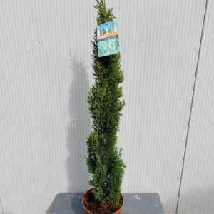 Cupressus sempervirens (Italiaanse cipres)