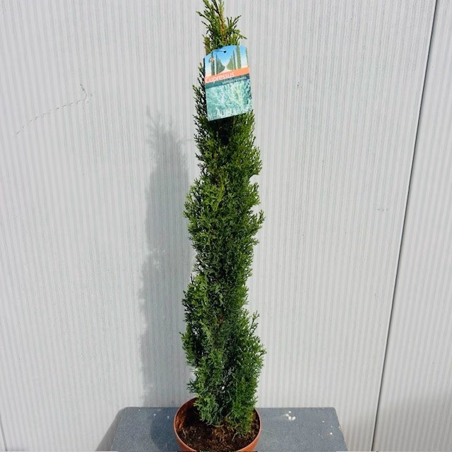 Cupressus sempervirens (Italiaanse cipres)