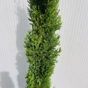 Cupressus sempervirens (Italiaanse cipres)