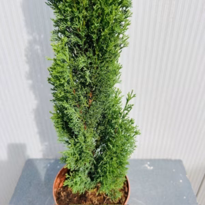 Cupressus sempervirens (Italiaanse cipres)