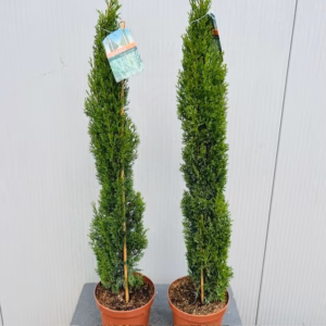 Cupressus sempervirens (Italiaanse cipres)