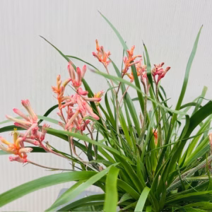 Anigozanthos (Kangoeroepoot) oranje