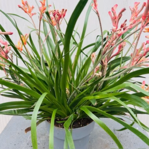 Anigozanthos (Kangoeroepoot) oranje