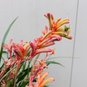 Anigozanthos (Kangoeroepoot) oranje