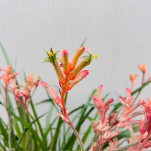 Anigozanthos (Kangoeroepoot) oranje