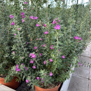 Leucophyllum (Texas-struiksalie) roze