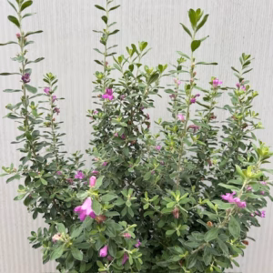 Leucophyllum (Texas-struiksalie) roze