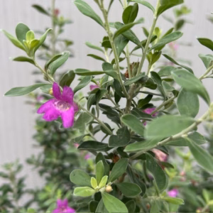 Leucophyllum (Texas-struiksalie) roze