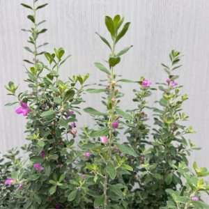 Leucophyllum (Texas-struiksalie) roze