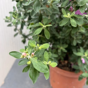Leucophyllum (Texas-struiksalie) roze