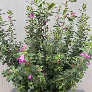 Leucophyllum (Texas-struiksalie) roze