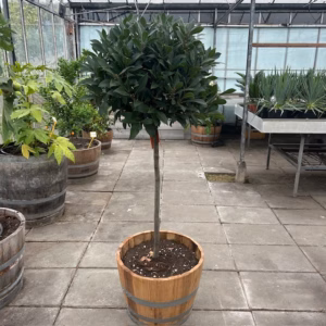 Half portvat 55 liter beplant met Laurus nobilis op stam