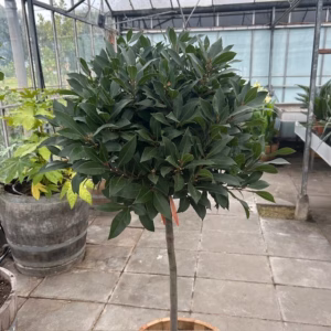Half portvat 55 liter beplant met Laurus nobilis op stam