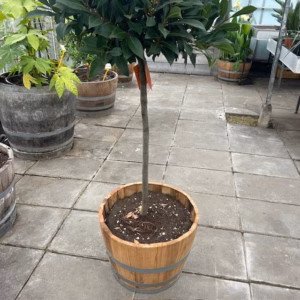 Half portvat 55 liter beplant met Laurus nobilis op stam