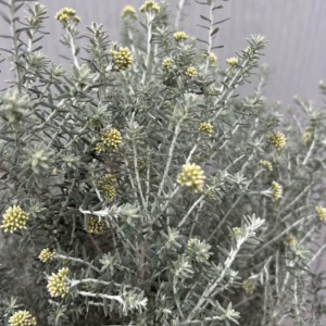 Ozothamnus (Zeeheide of Koraalstruik) Silver Jubilee
