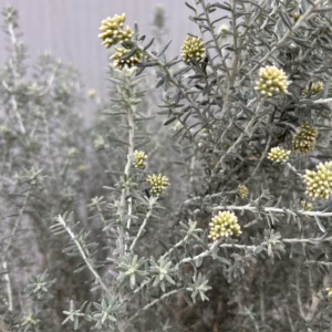 Ozothamnus (Zeeheide of Koraalstruik) Silver Jubilee
