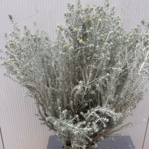 Ozothamnus (Zeeheide of Koraalstruik) Silver Jubilee