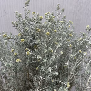 Ozothamnus (Zeeheide of Koraalstruik) Silver Jubilee