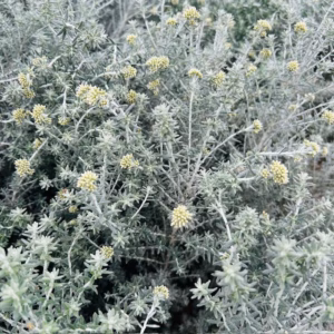 Ozothamnus (Zeekhiede of Koraalstruik)