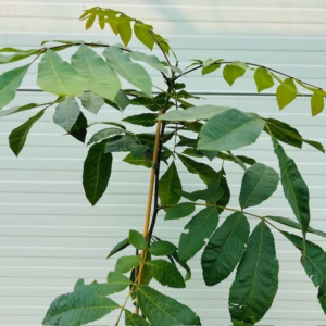 Carya illinoinensis (Pecannoot)