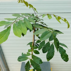 Carya illinoinensis (Pecannoot)