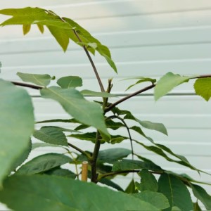 Carya illinoinensis (Pecannoot)
