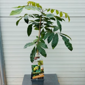 Carya illinoinensis (Pecannoot)