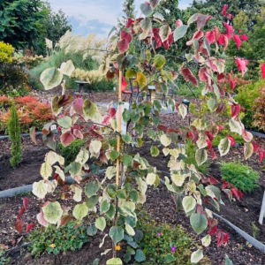 Cercis can. 'Carolina Sweetheart' (Judasboom) 150 - 175 cm