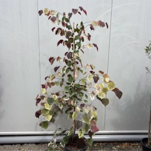 Cercis can. 'Carolina Sweetheart' (Judasboom)
