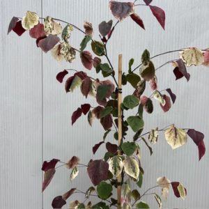 Cercis can. 'Carolina Sweetheart' (Judasboom)
