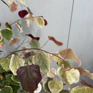 Cercis can. 'Carolina Sweetheart' (Judasboom)