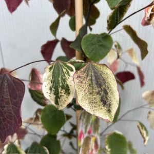 Cercis can. 'Carolina Sweetheart' (Judasboom)